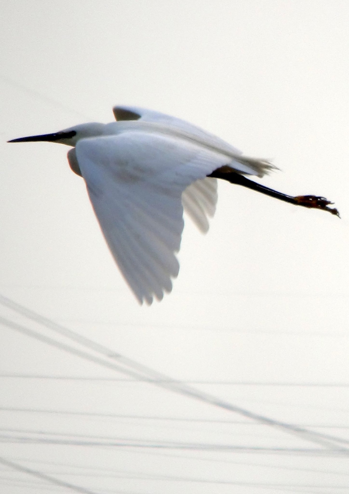 A little egret standing on the edge of a flooded rice paddy, white plumage against still water