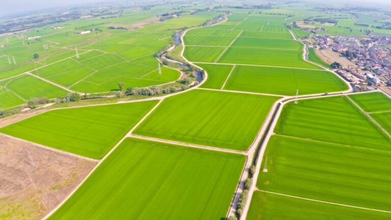 Risaie Anfed Agri allagate a Lumellogno in maggio, specchi d acqua e argini sulla pianura novarese.